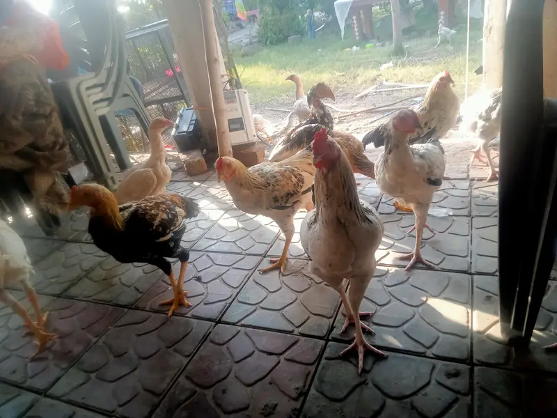 Heera & mianwal seel bird for sale — photo 10