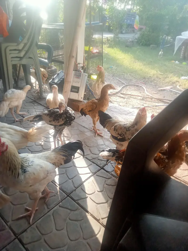 Heera & mianwal seel bird for sale — photo 11