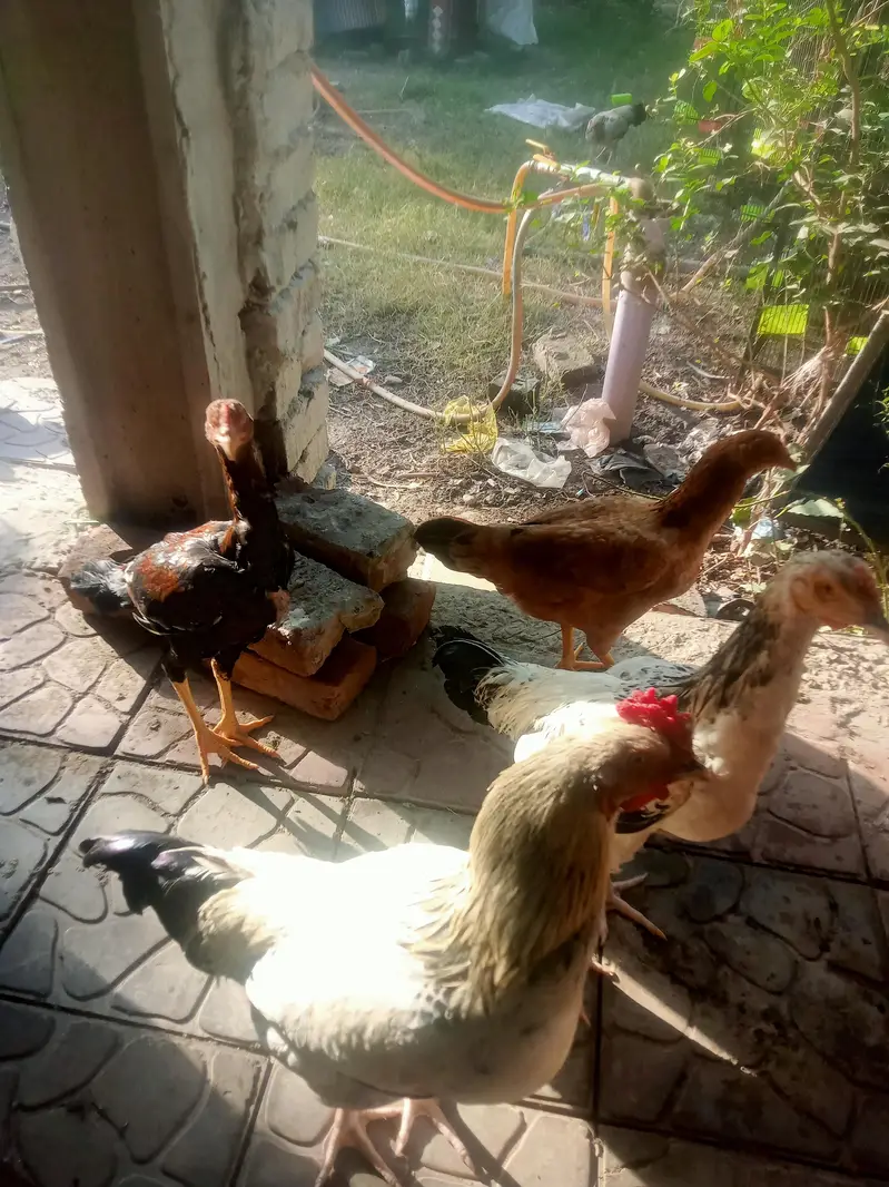 Heera & mianwal seel bird for sale — photo 12