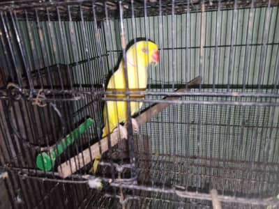 yellow ringneck