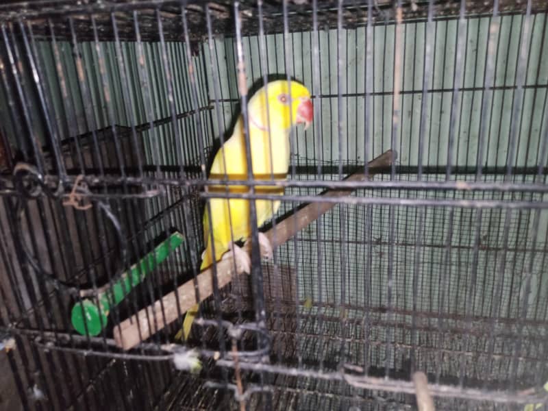 yellow ringneck 0