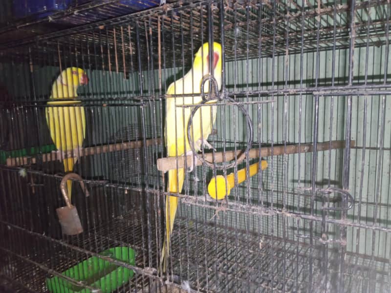 yellow ringneck 1