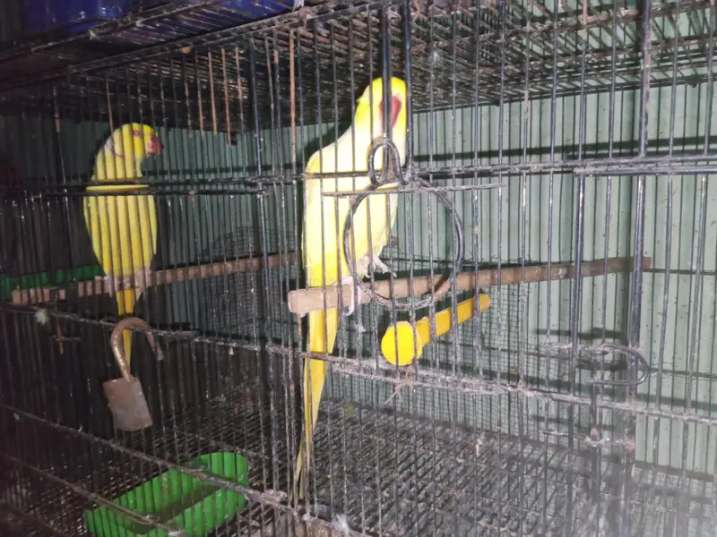 yellow ringneck — photo 2