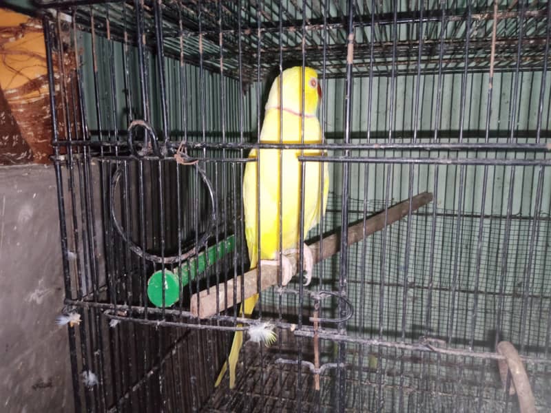 yellow ringneck 2