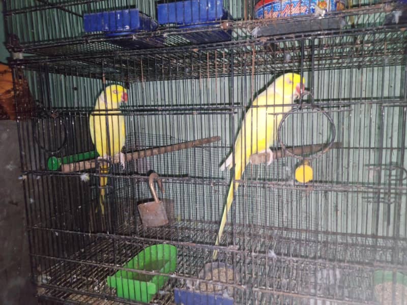 yellow ringneck 3