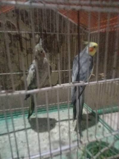 selling coctail breeding pair with cage