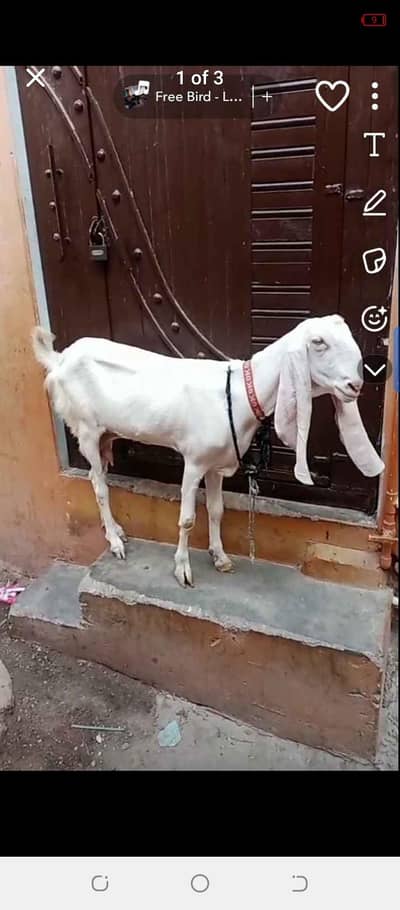 Gulabi Bakri