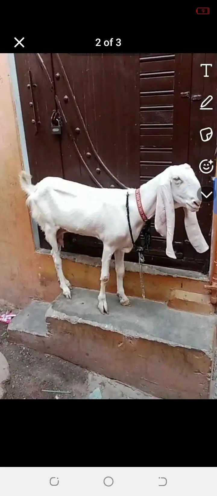 Gulabi Bakri — photo 2