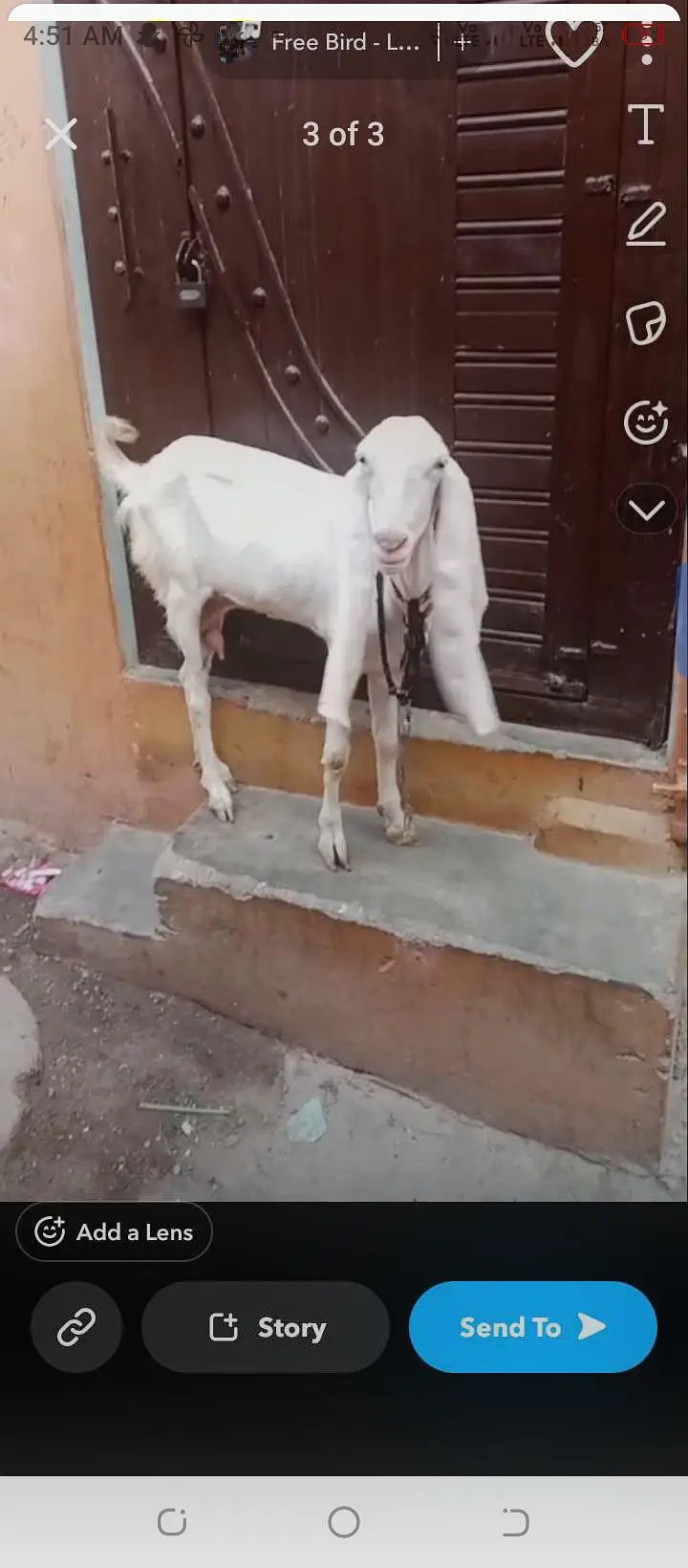 Gulabi Bakri — photo 3