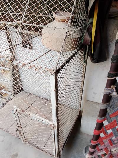 bird's Cage