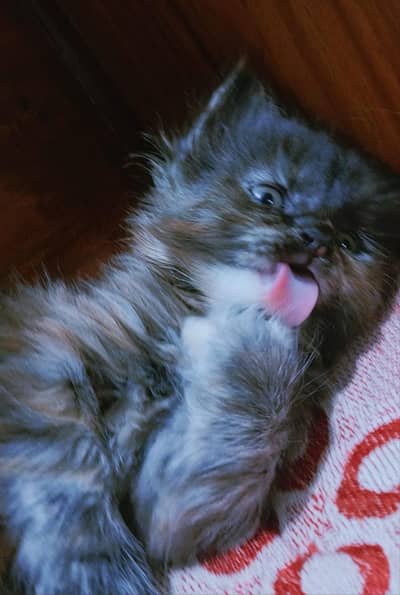 Saibarian cat fully active and healthy