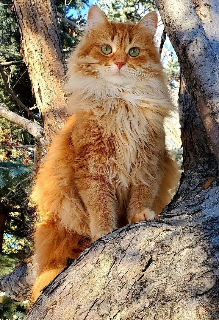 Saibarian cat fully active and healthy — photo 3