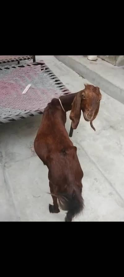 nagria deasi bakri gabban ha gis Bhai na Lani ho rabatia kearia
