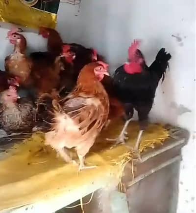 desi hens