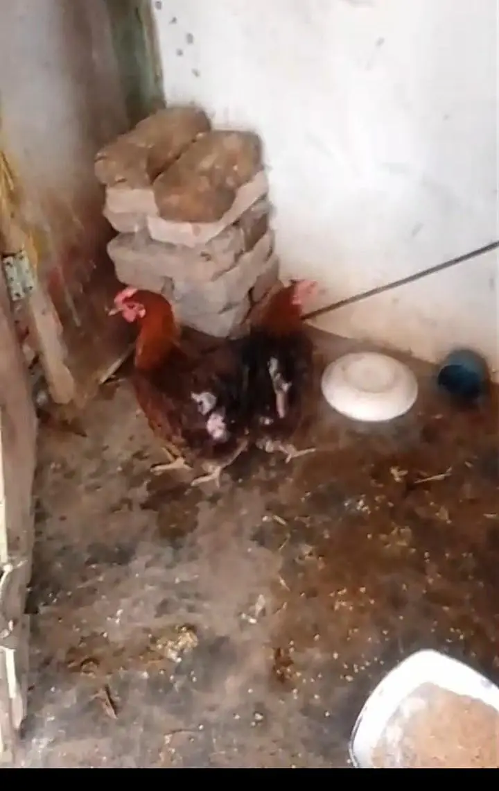 desi hens — photo 2