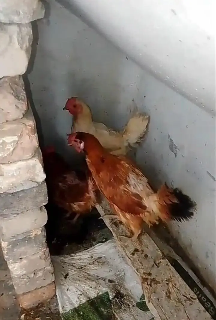 desi hens — photo 3