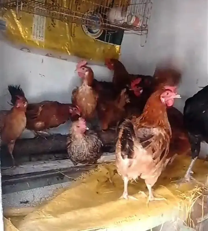 desi hens — photo 4