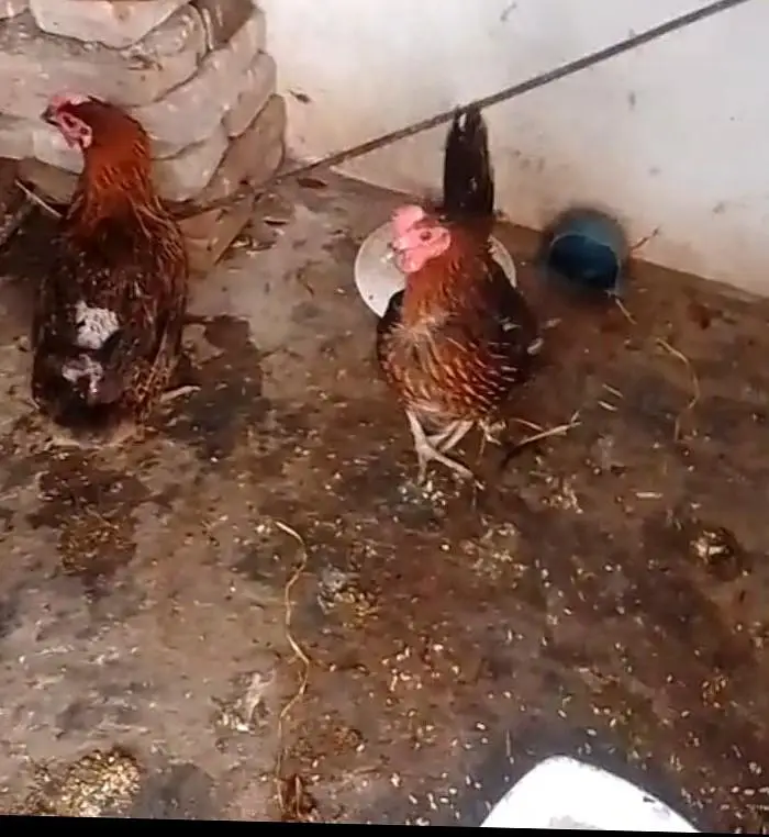 desi hens — photo 5