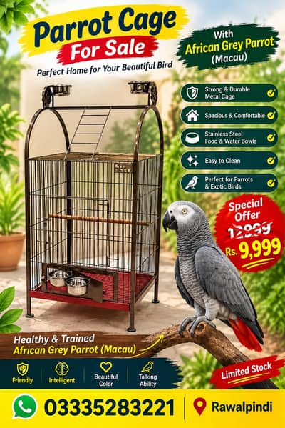 grrey African parrot Macau