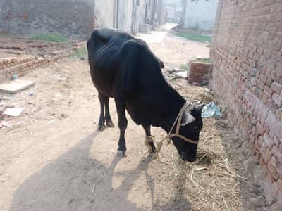 وچھی فار سیل ہے