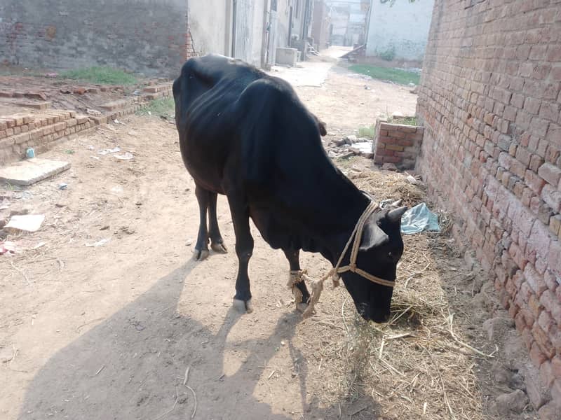 وچھی فار سیل ہے 0
