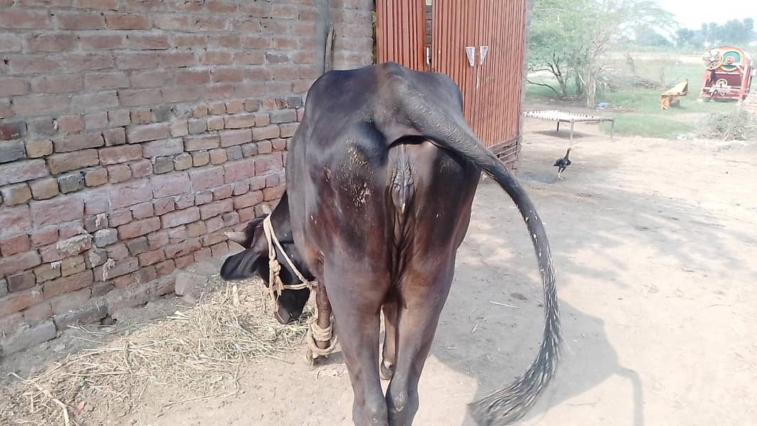 وچھی فار سیل ہے 1