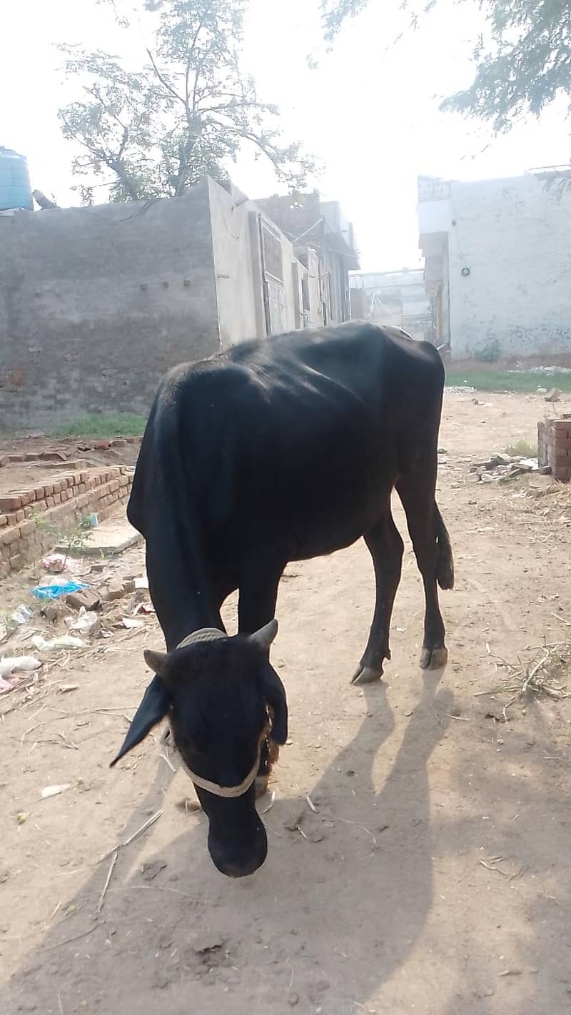 وچھی فار سیل ہے 3