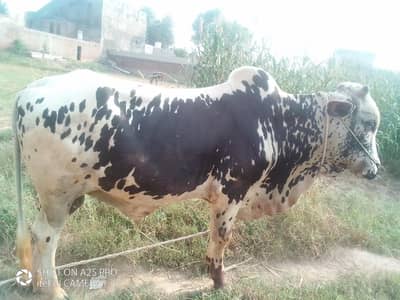 Bull sell contact number 03215418499