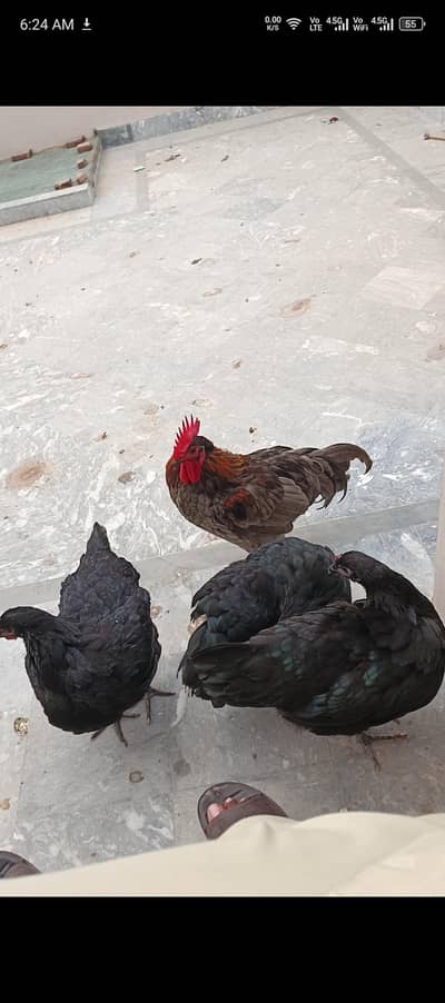 Australorp hen's
