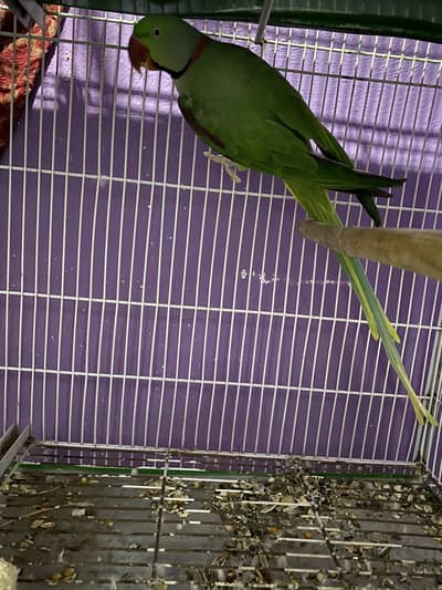 BREEDER MALE