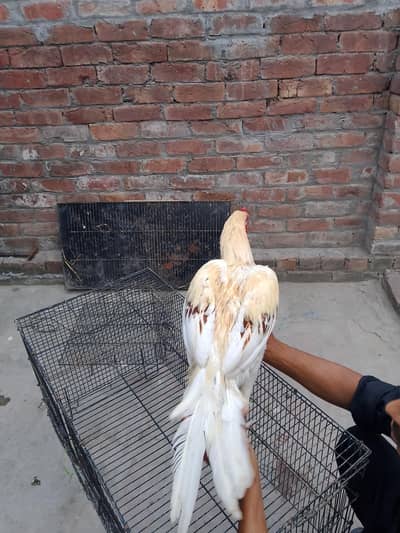 shammo aseel gengum china phata breader male saab