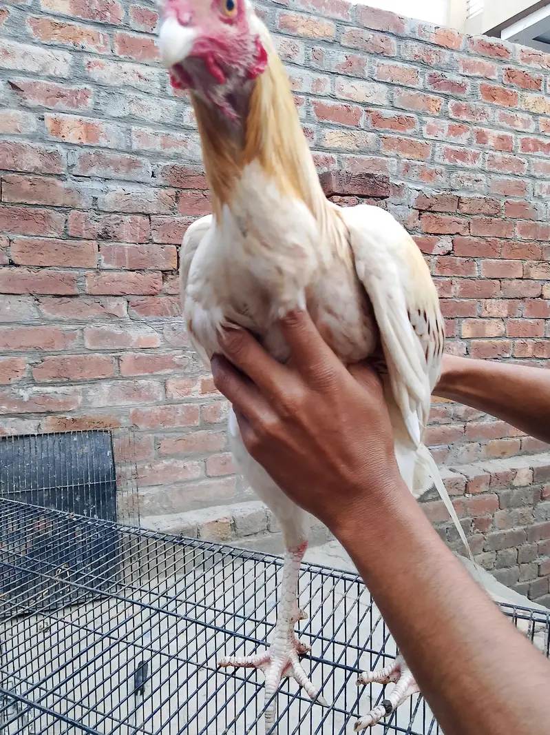 shammo aseel gengum china phata breader male saab 03057529005whts nm — photo 2