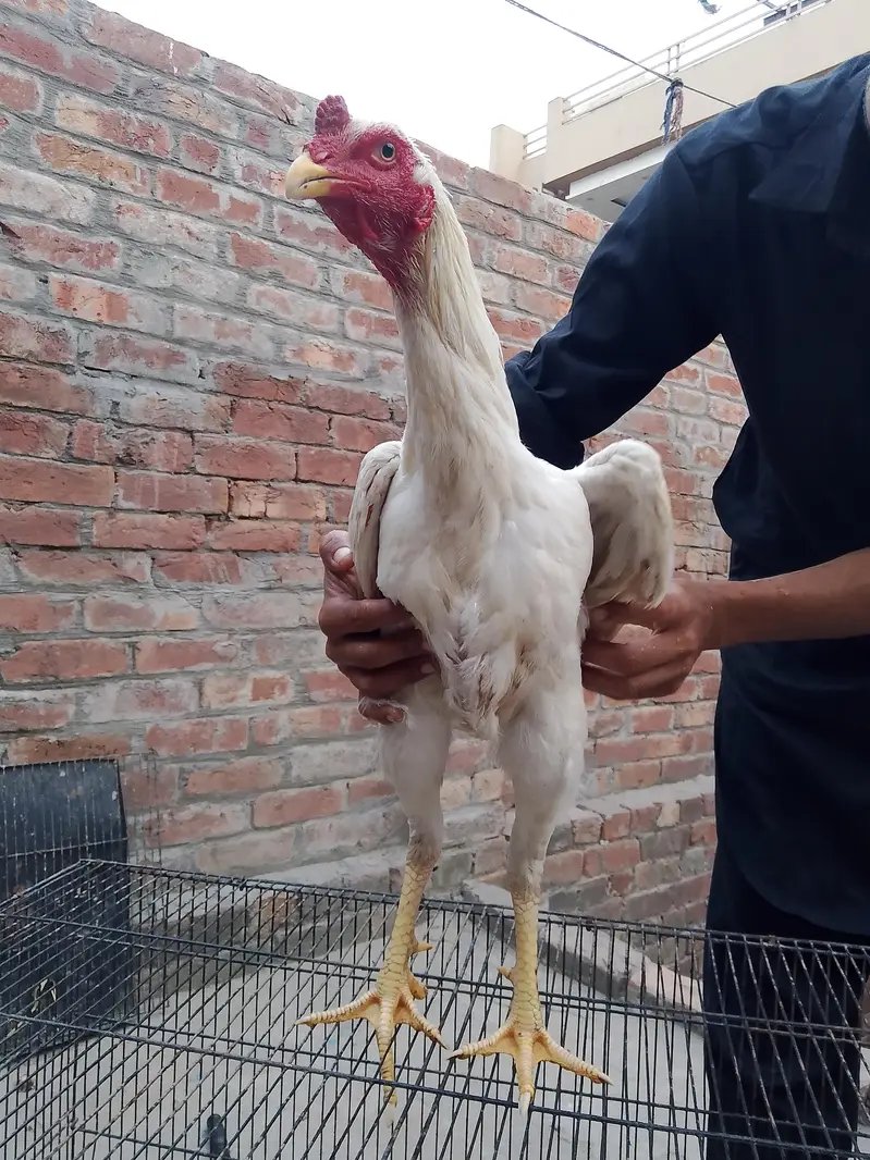 shammo aseel gengum china phata breader male saab 03057529005whts nm — photo 3