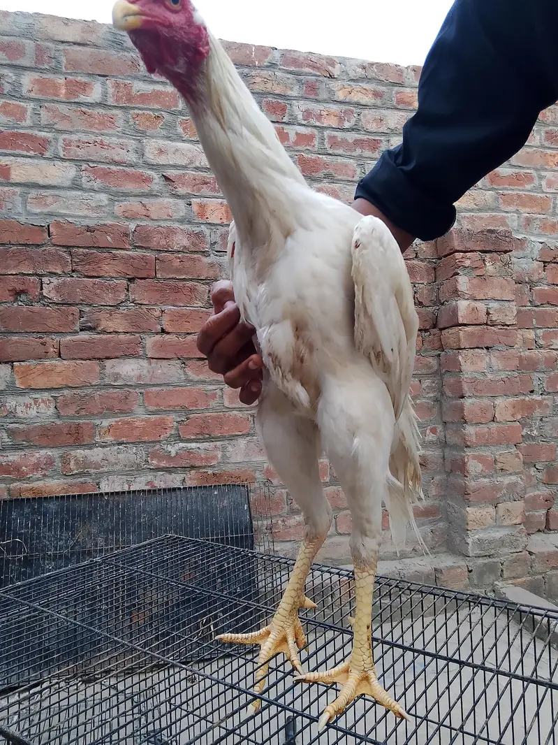 shammo aseel gengum china phata breader male saab 03057529005whts nm — photo 4