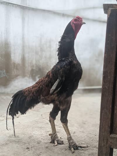 Shamo full breader