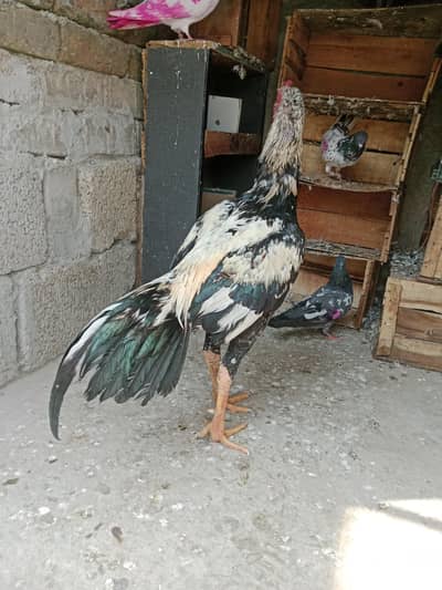for sale