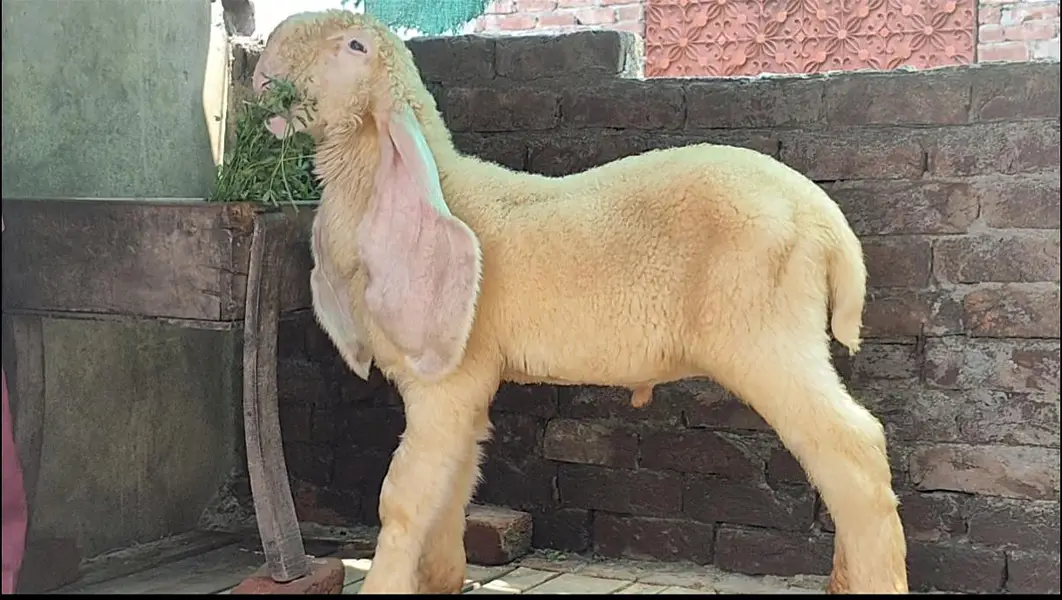 kaka kajla — photo 3