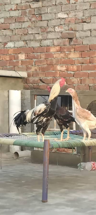 Aseell pair for sale