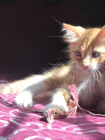 Semi persion play full cat