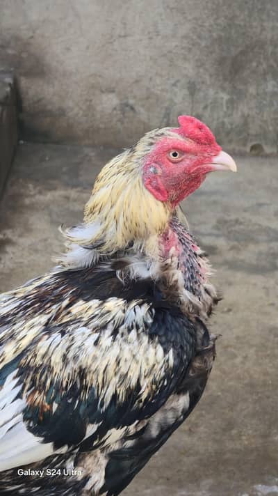 Sindhi Jawa Birds For Sale