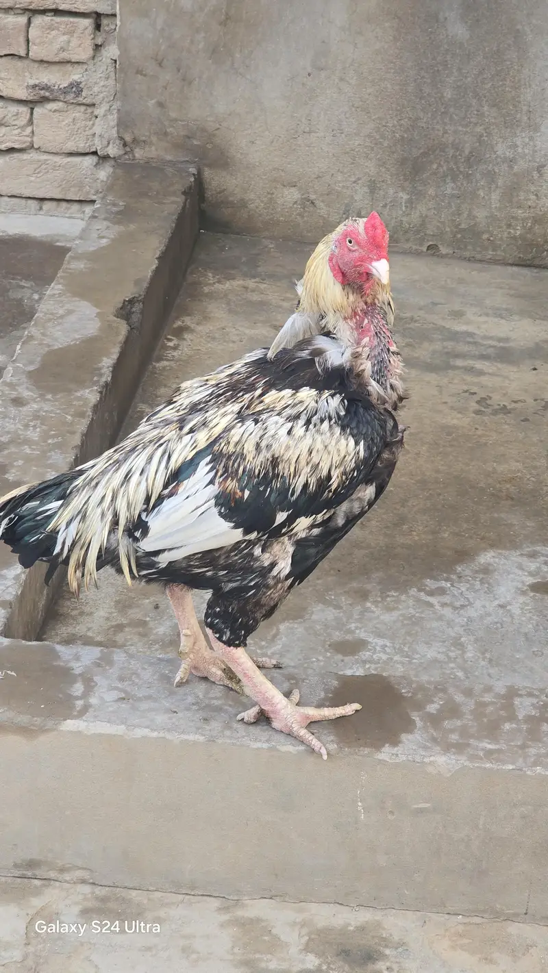Sindhi Jawa Birds For Sale — photo 2