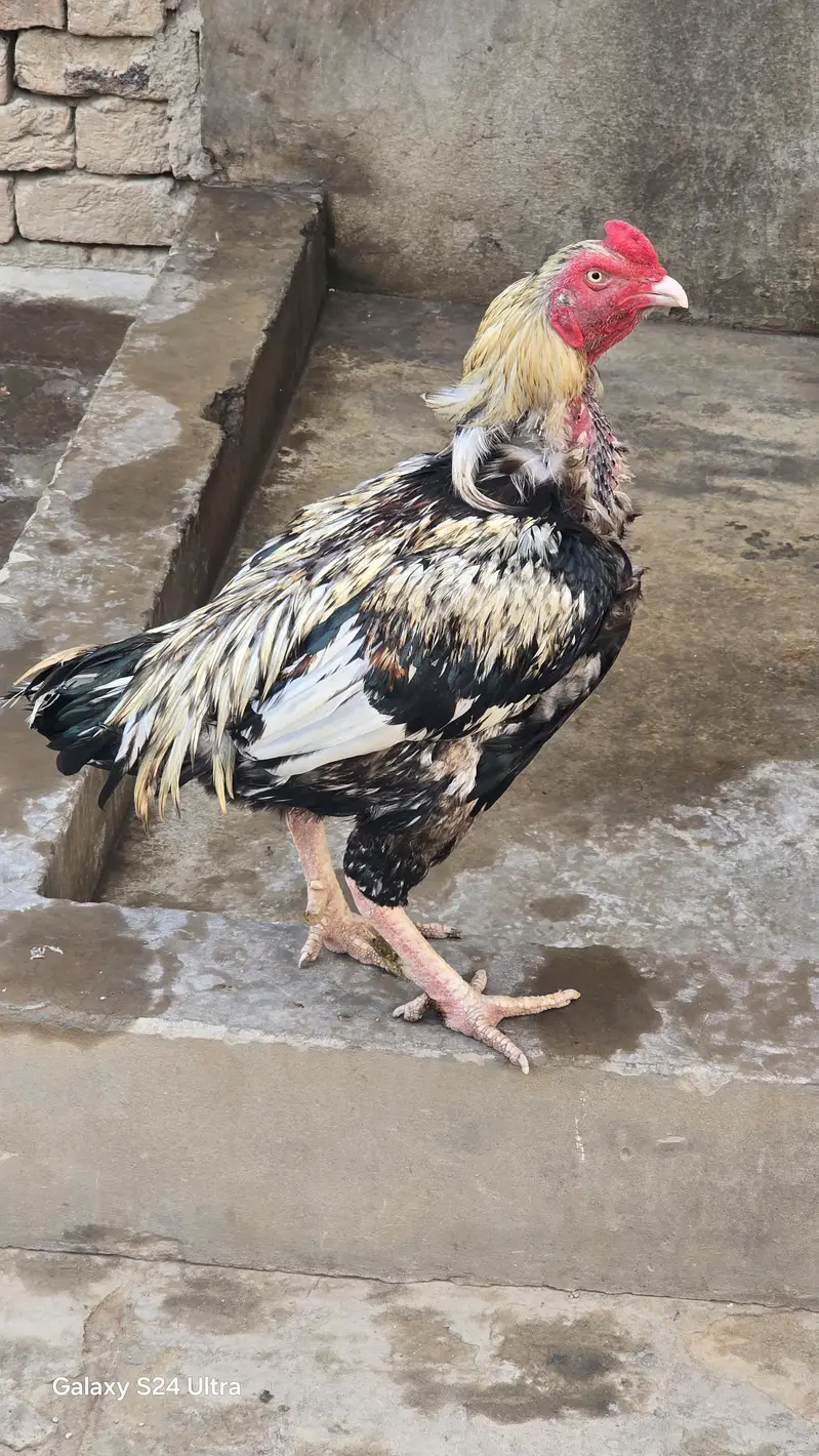 Sindhi Jawa Birds For Sale — photo 3