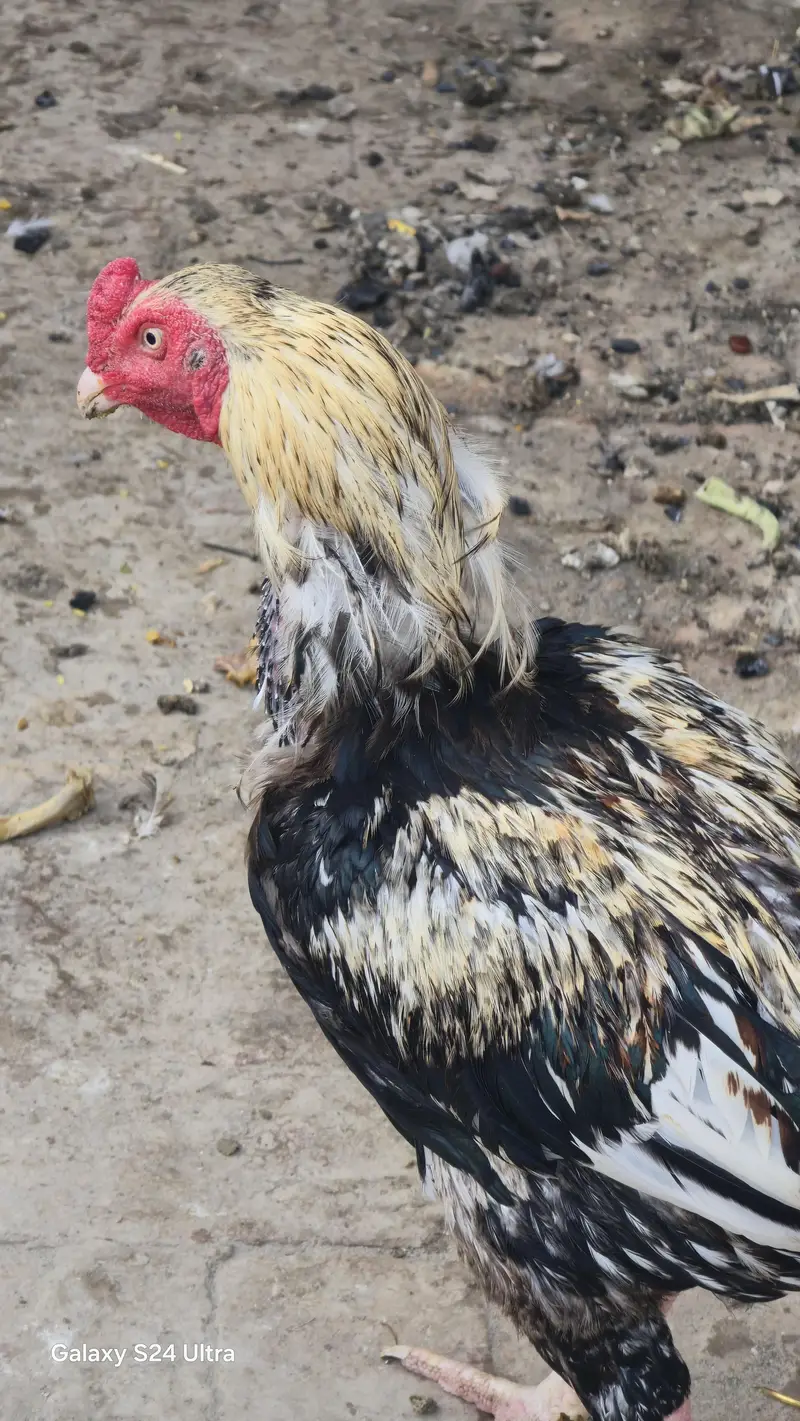 Sindhi Jawa Birds For Sale — photo 4