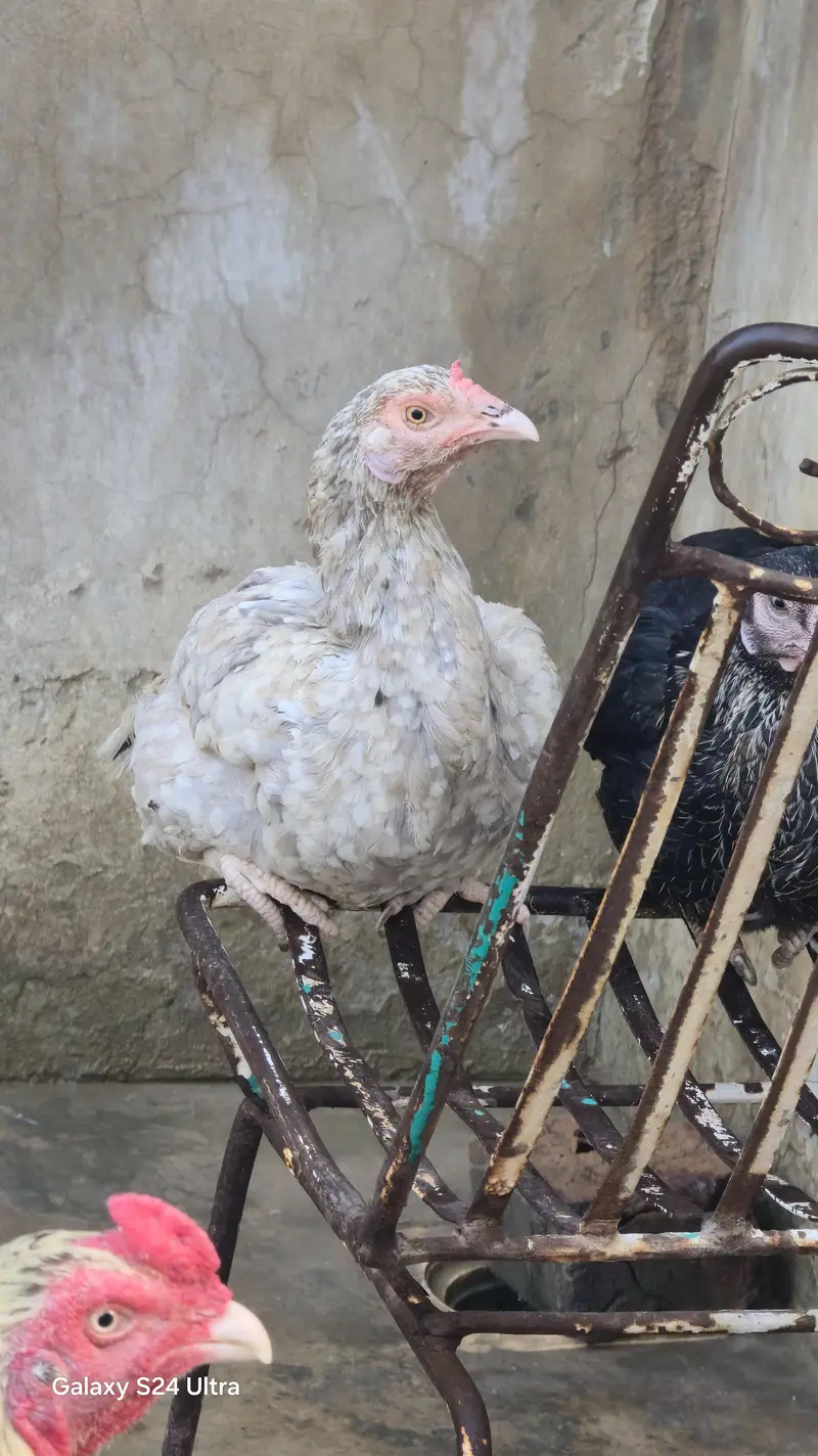 Sindhi Jawa Birds For Sale — photo 5