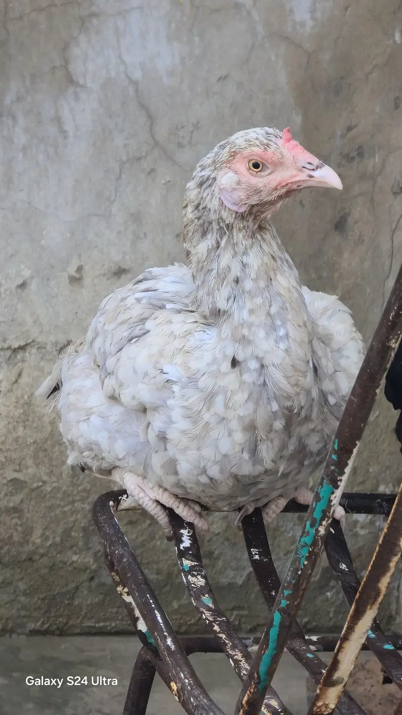 Sindhi Jawa Birds For Sale — photo 6