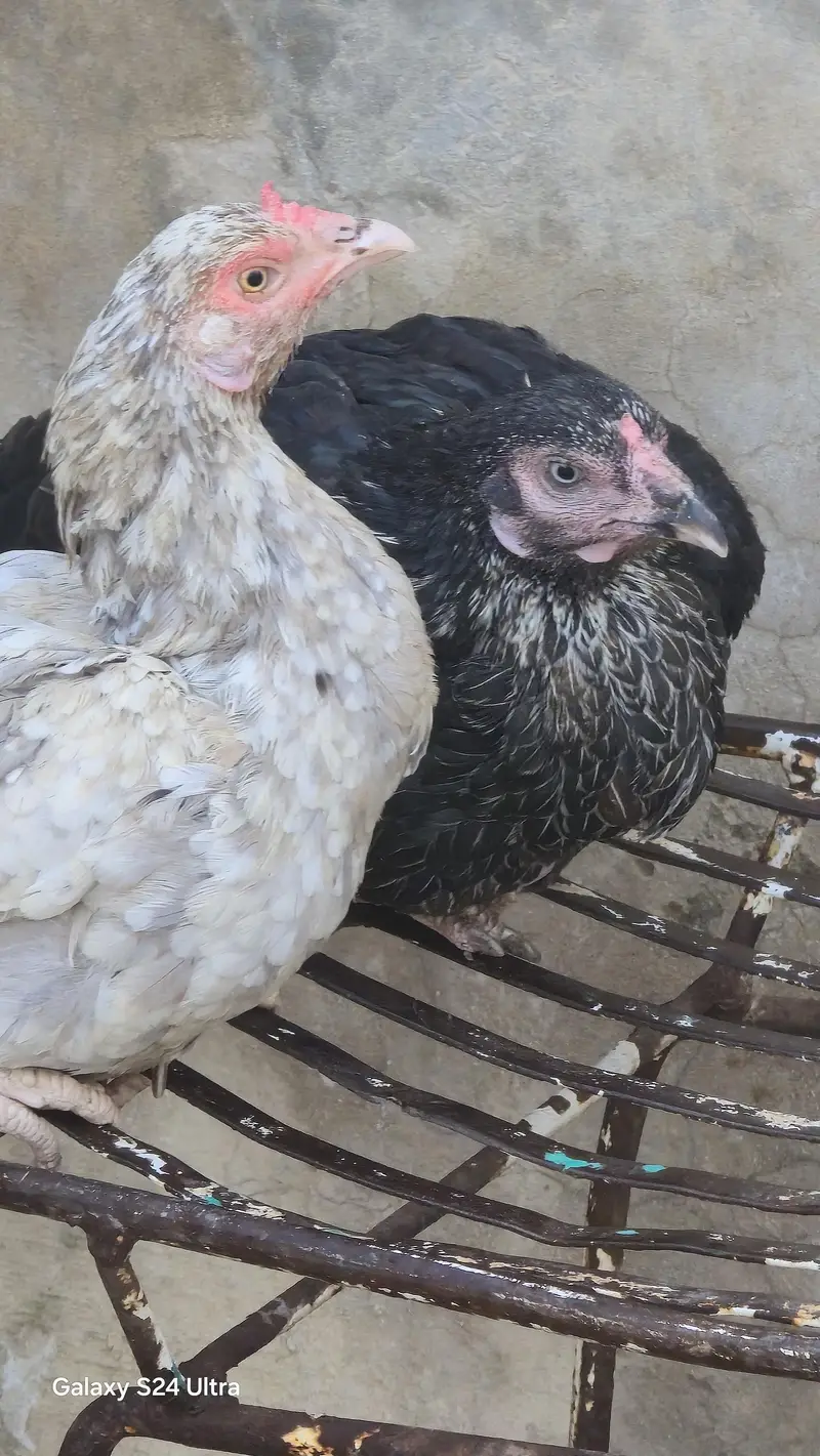 Sindhi Jawa Birds For Sale — photo 8