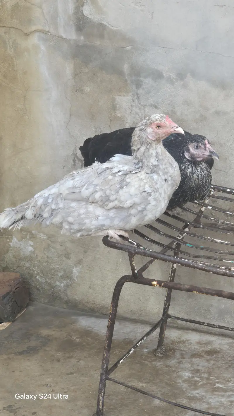 Sindhi Jawa Birds For Sale — photo 9
