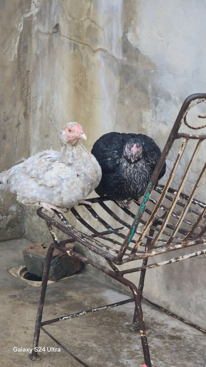Sindhi Jawa Birds For Sale — photo 10