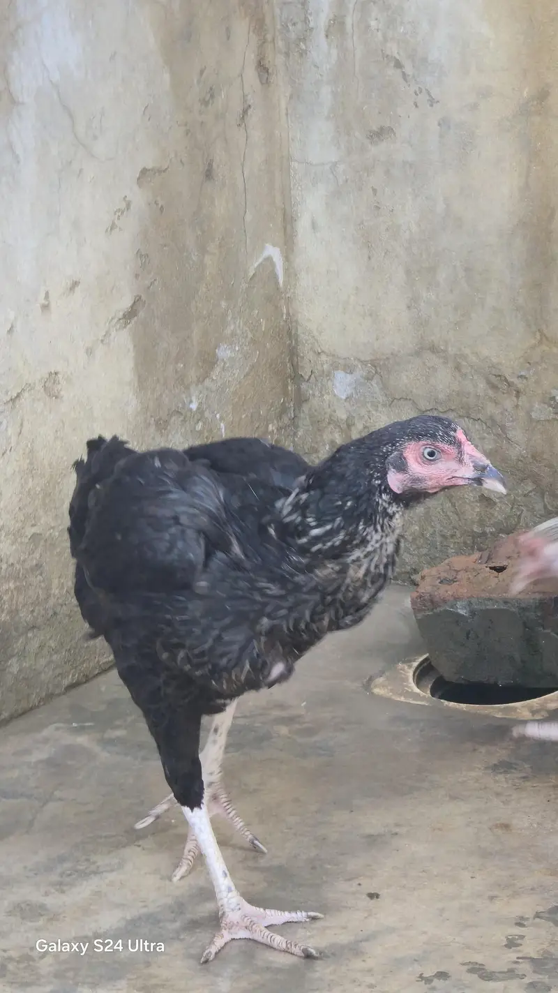 Sindhi Jawa Birds For Sale — photo 11