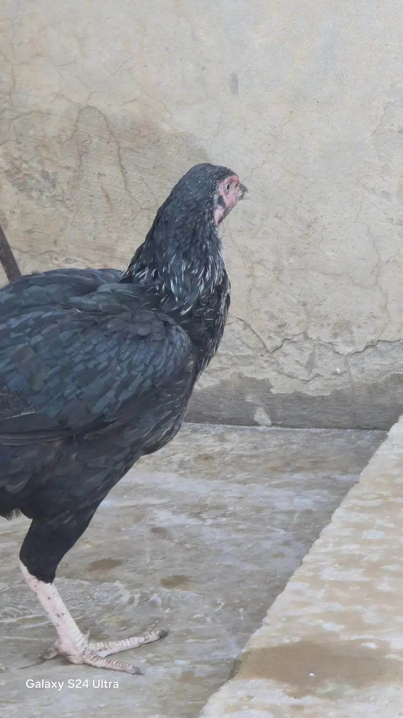 Sindhi Jawa Birds For Sale — photo 12